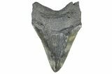 Fossil Megalodon Tooth - South Carolina #362270-2
